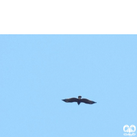 گونه عقاب خالدار بزرگ Greater Spotted Eagle